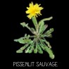 Pissenlit sauvage - TARAXATUM S