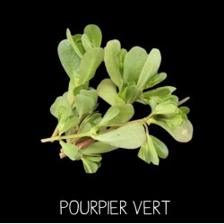 Pourpier vert - PORTULACA OLEACERA