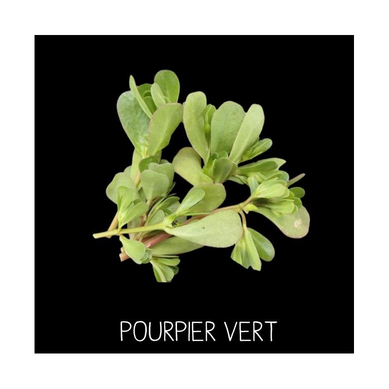Pourpier vert - PORTULACA OLEACERA