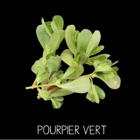 Pourpier vert - PORTULACA OLEACERA