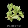 Pourpier vert - PORTULACA OLEACERA