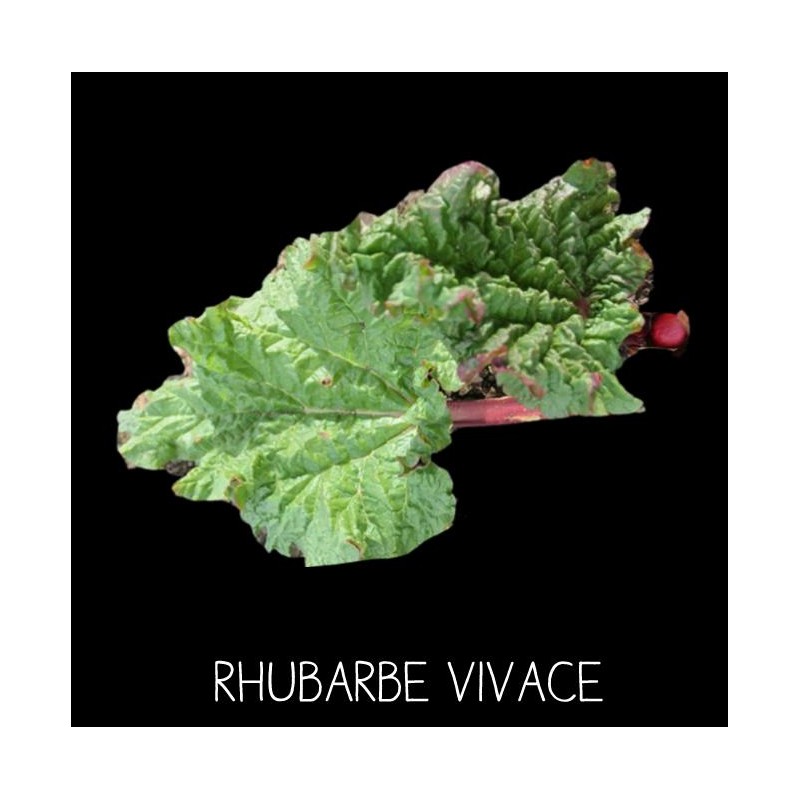Rhubarbe vivace - RHEUM SP