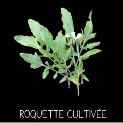 Roquette cultivée - ERUCA SATIVA