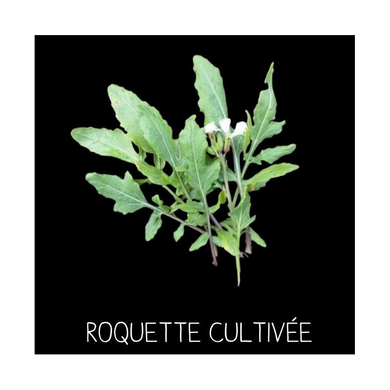 Roquette cultivée - ERUCA SATIVA