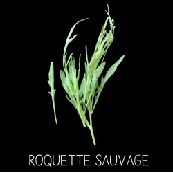 Roquette sauvage - DIPLOTAXIS TENUIFOLIA