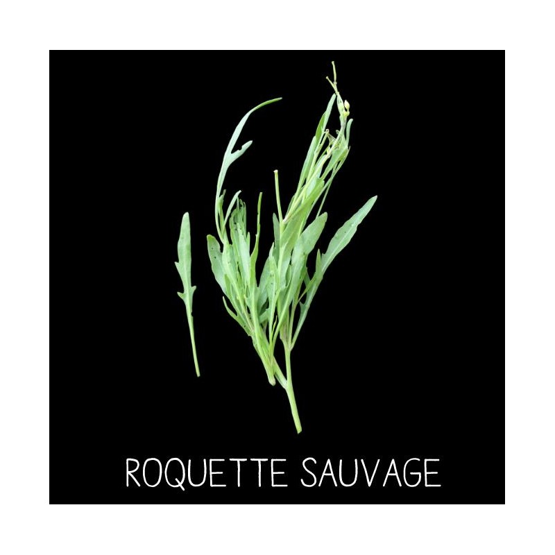 Roquette sauvage - DIPLOTAXIS TENUIFOLIA