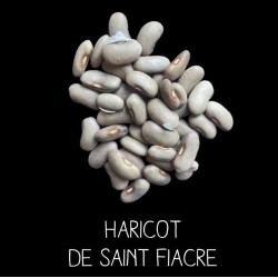 Haricot de Saint Fiacre à ramer