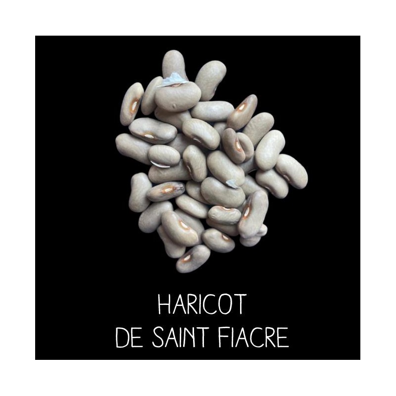 Haricot de Saint Fiacre à ramer