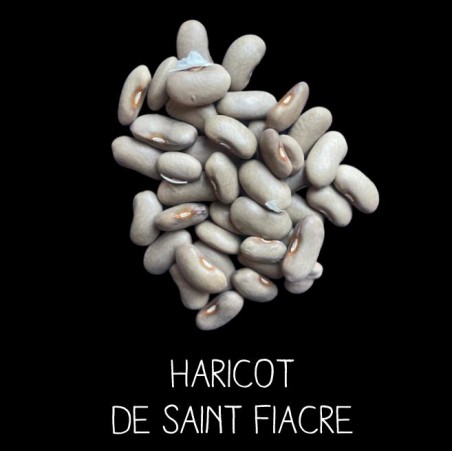 Haricot de Saint Fiacre à ramer