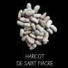 Haricot de Saint Fiacre à ramer