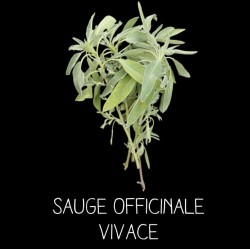 Sauge officinale à fleur blanche