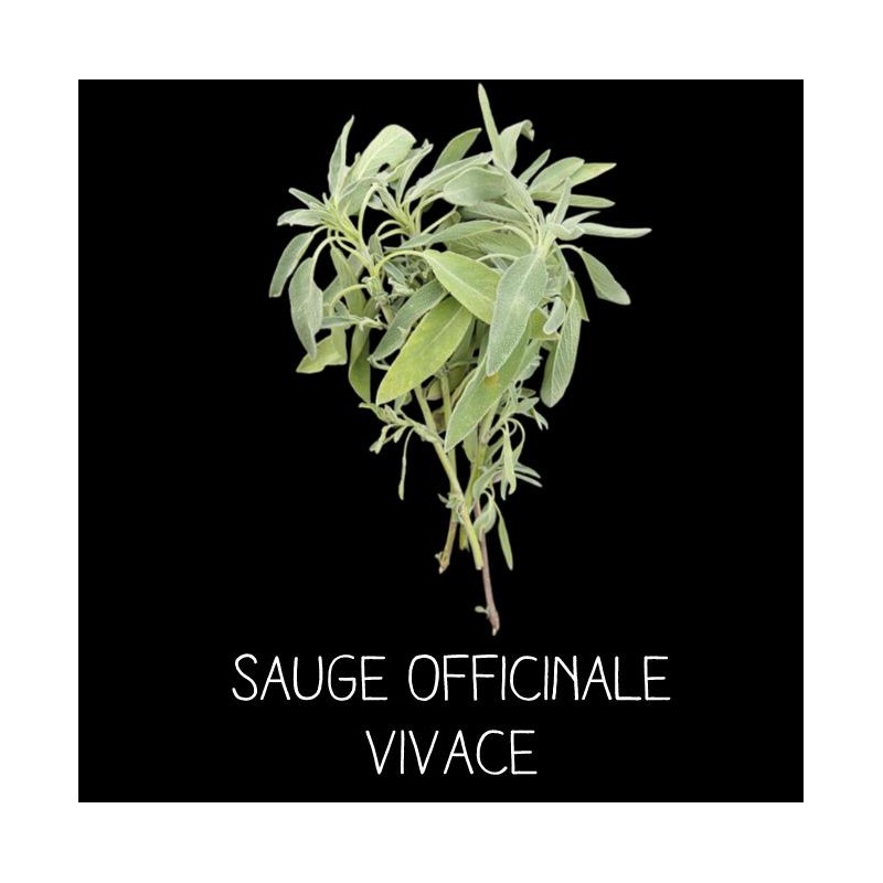 Sauge officinale à fleur blanche