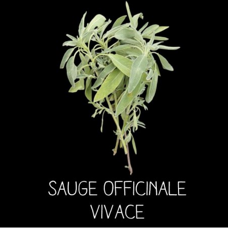 Sauge officinale à fleur blanche