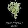 Sauge officinale à fleur blanche
