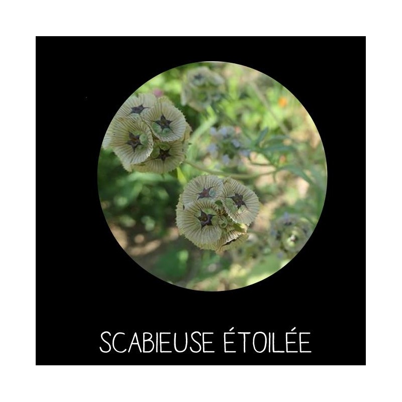 Scabieuse étoilée - SCABIOSA SP