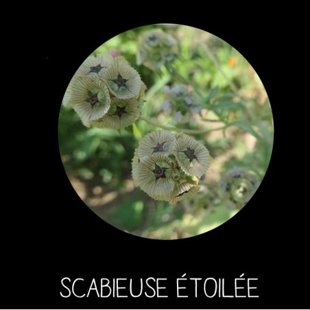 Scabieuse étoilée - SCABIOSA SP