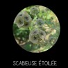 Scabieuse étoilée - SCABIOSA SP