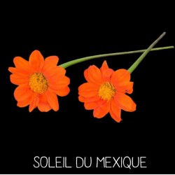 Soleil du Mexique - THITONIA SPECIOSA