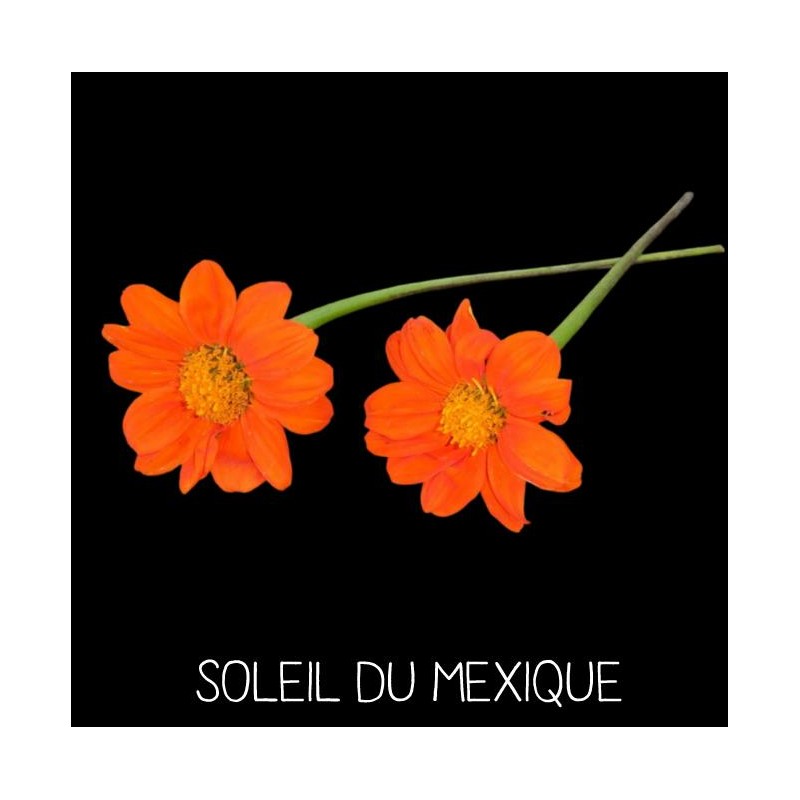 Soleil du Mexique - THITONIA SPECIOSA