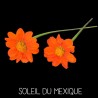 Soleil du Mexique - THITONIA SPECIOSA