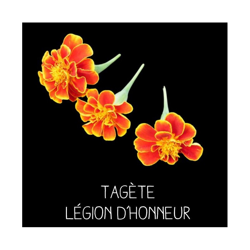 Tagète légion d’honneur