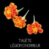 Tagète légion d’honneur