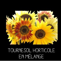 Tournesol horticole en mélange - HELIANTHUS ANNUUS