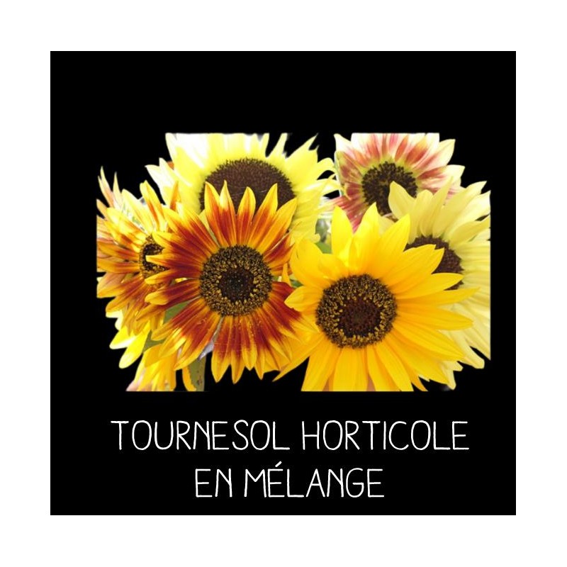 Tournesol horticole en mélange - HELIANTHUS ANNUUS