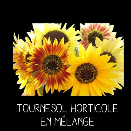 Tournesol horticole en mélange - HELIANTHUS ANNUUS