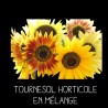 Tournesol horticole en mélange - HELIANTHUS ANNUUS