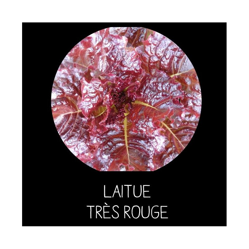 Laitue très rouge
