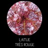 Laitue très rouge
