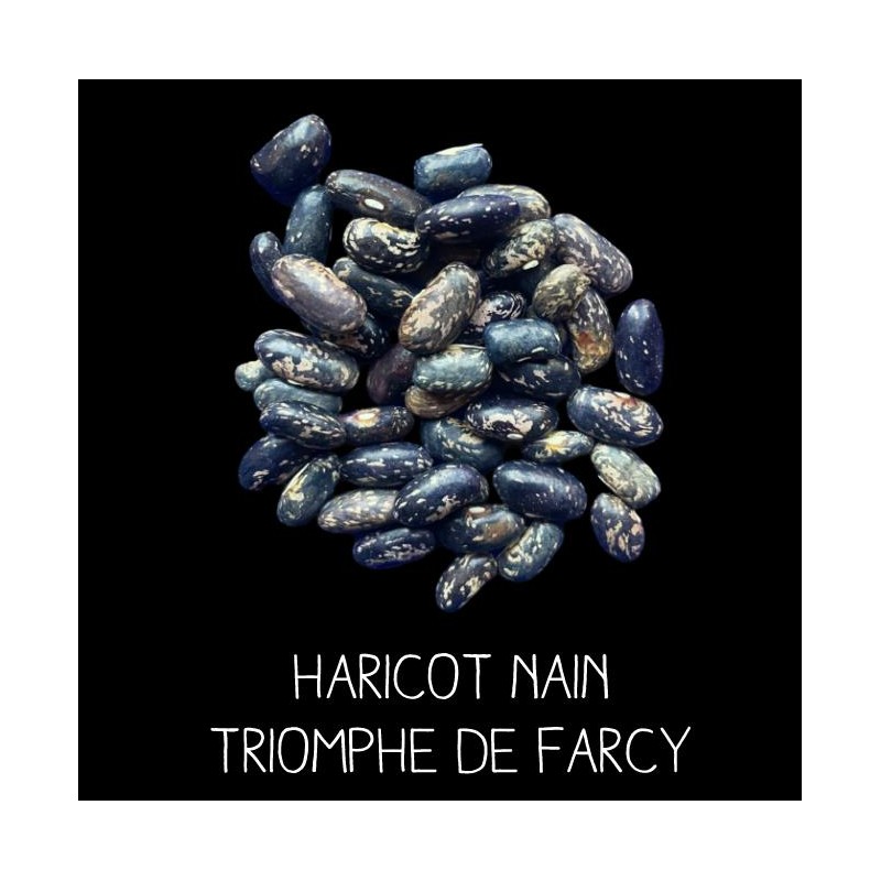 Haricot nain triomphe de Farcy