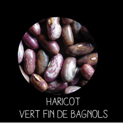 Haricot nain vert fin de Bagnols