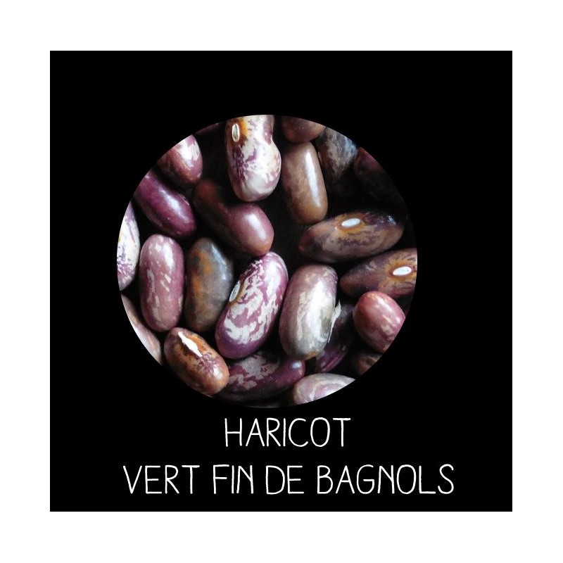 Haricot nain vert fin de Bagnols