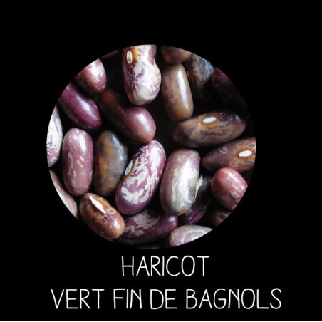 Haricot nain vert fin de Bagnols