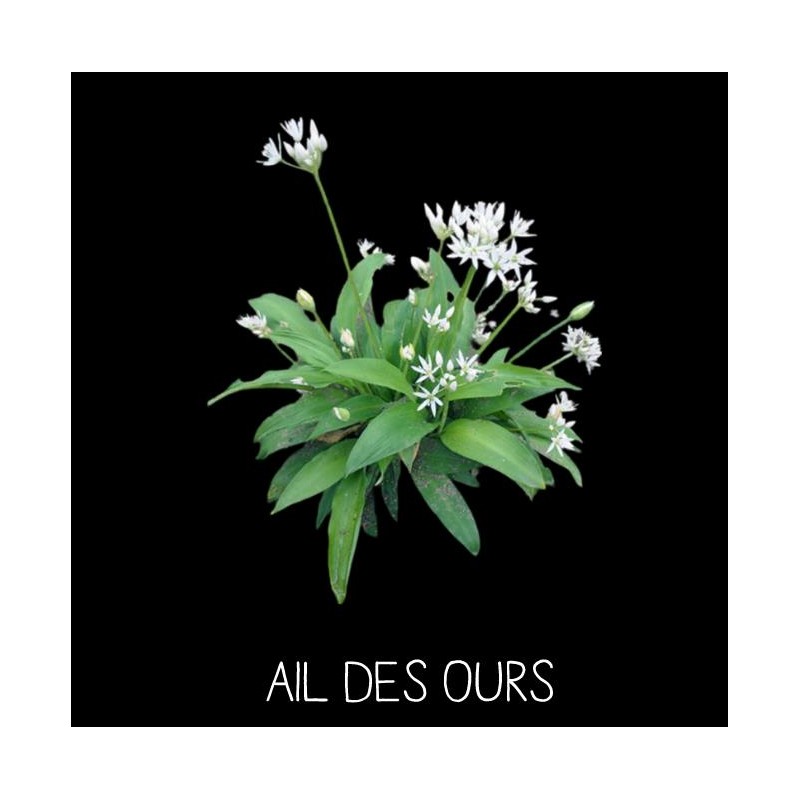 Ail des Ours