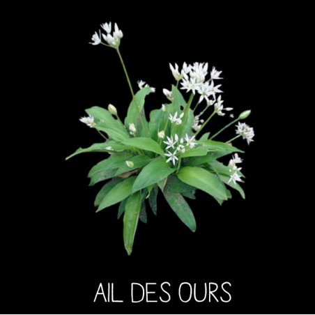 Ail des Ours