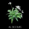 Ail des Ours