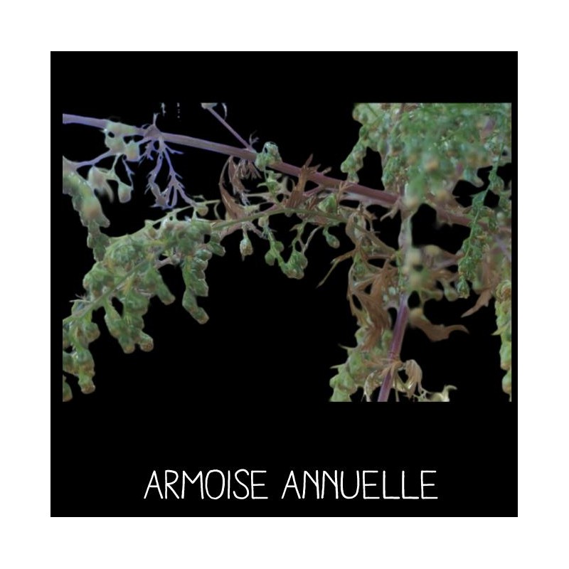 Armoise Annuelle - ARTEMISIA ANNUA