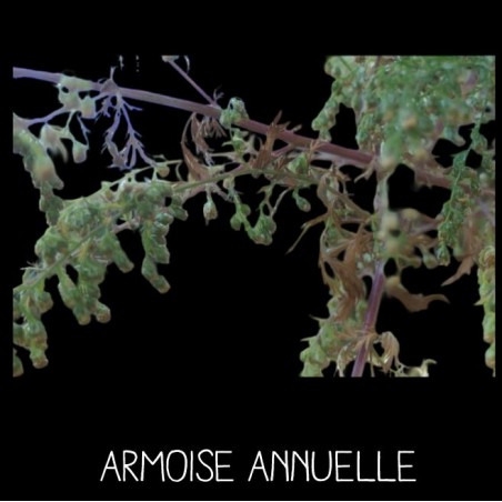 Armoise Annuelle - ARTEMISIA ANNUA