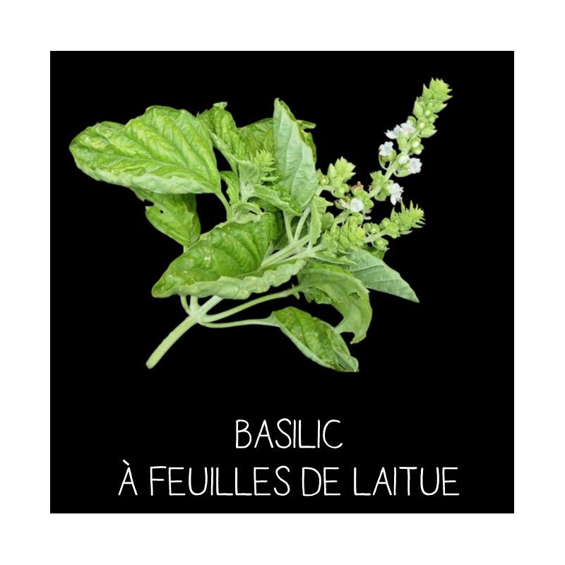 Basilic à feuilles de Laitue