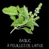 Basilic à feuilles de Laitue