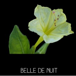 BELLE DE NUIT  (Mirabilis jalapa)