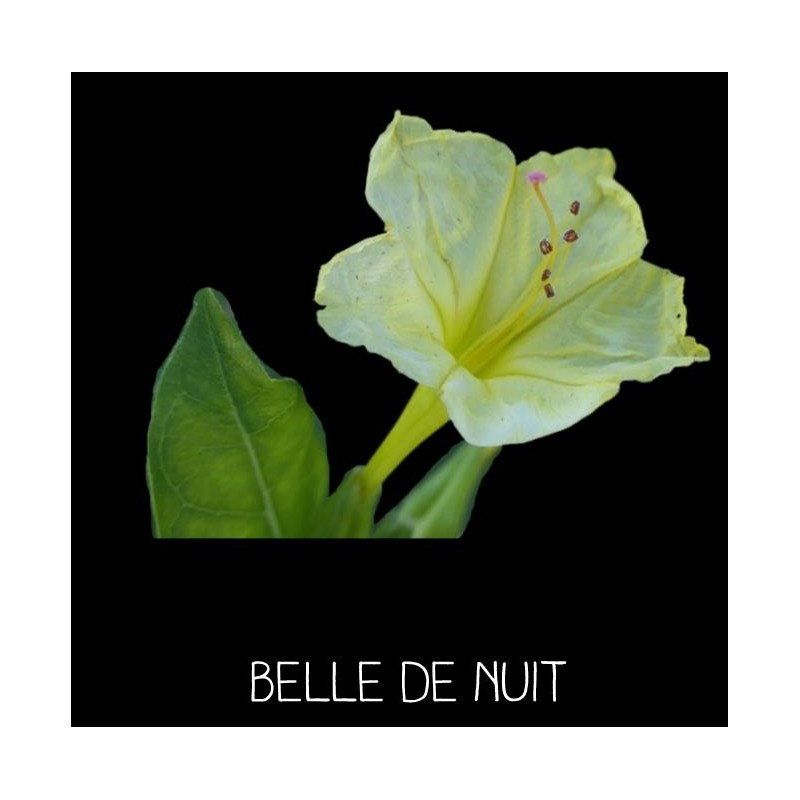 BELLE DE NUIT  (Mirabilis jalapa)