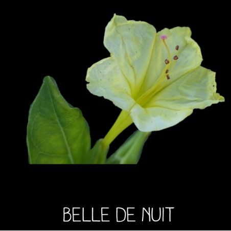 BELLE DE NUIT  (Mirabilis jalapa)