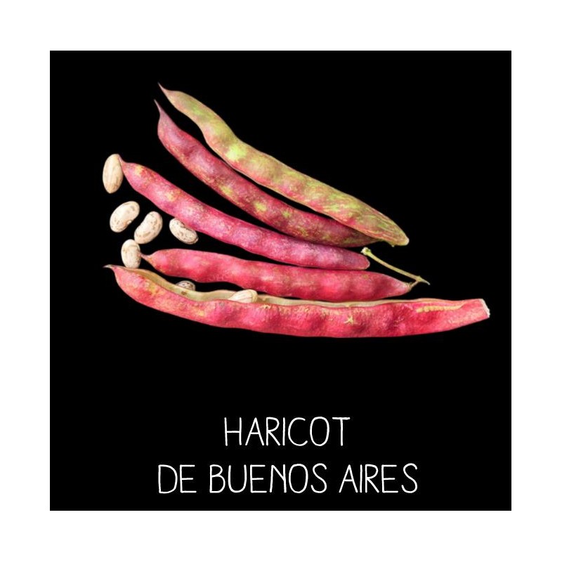 Haricot de Buenos Aires à ramer