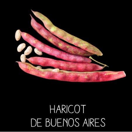 Haricot de Buenos Aires à ramer