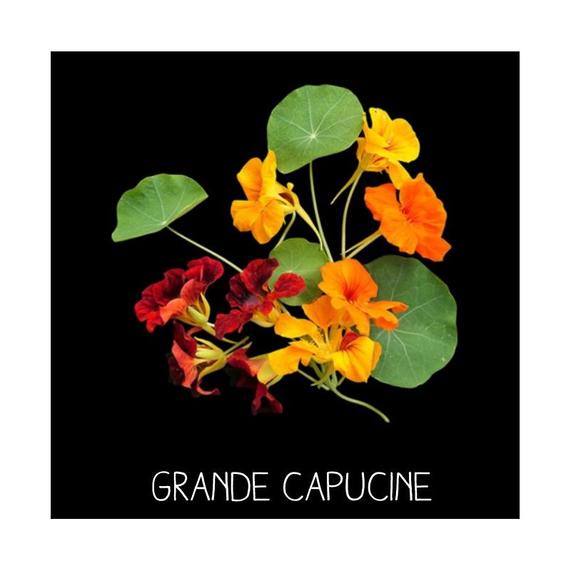Grande Capucine