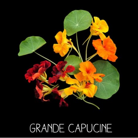 Grande Capucine